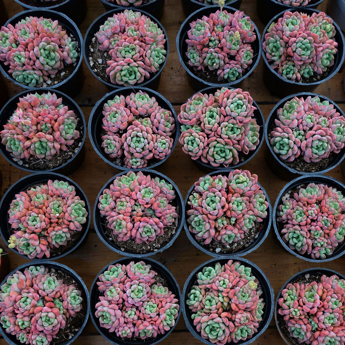 3.5'' Echeveria Cute Bubble, Rare Live Succulent Plants