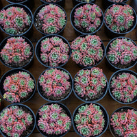 3.5'' Echeveria Cute Bubble, Rare Live Succulent Plants