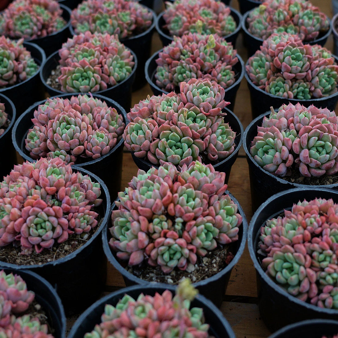 3.5'' Echeveria Cute Bubble, Rare Live Succulent Plants