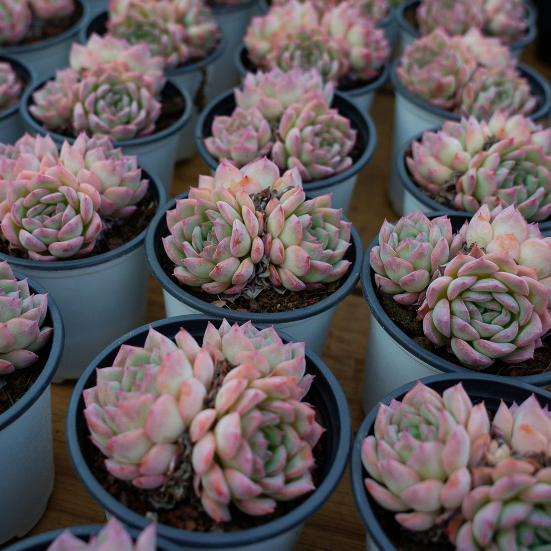 4'' Echeveria Desert Rose, Rare Live Succulent Plants