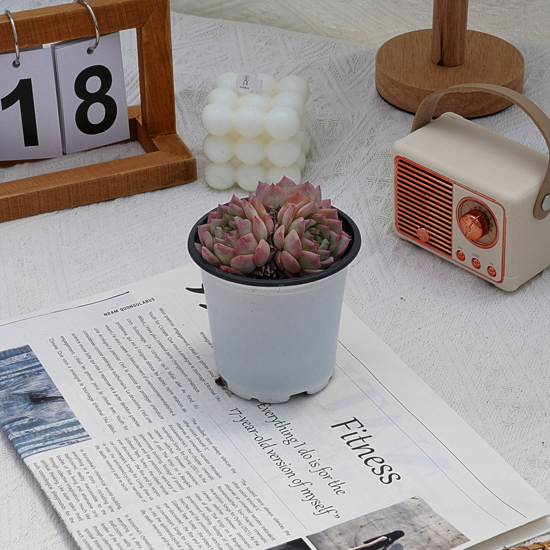 4'' Echeveria Desert Rose, Rare Live Succulent Plants