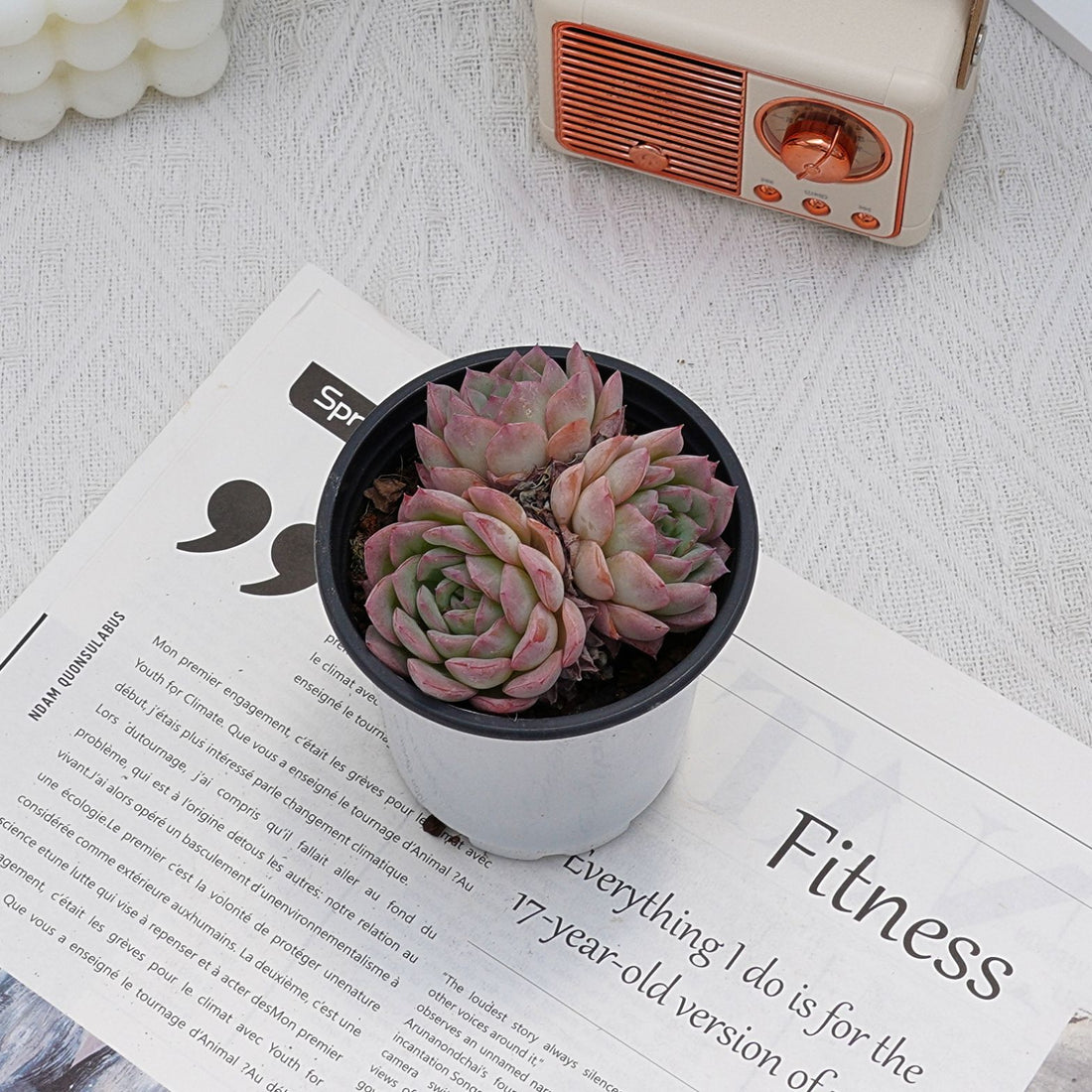 4'' Echeveria Desert Rose, Rare Live Succulent Plants