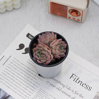 4'' Echeveria Desert Rose, Rare Live Succulent Plants