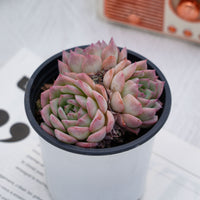 4'' Echeveria Desert Rose, Rare Live Succulent Plants
