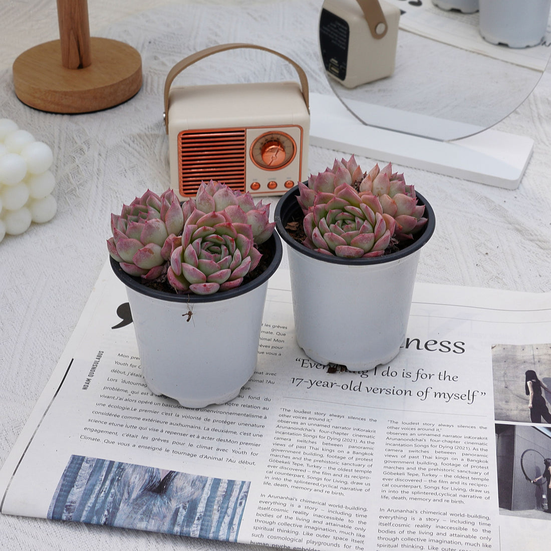 4'' Echeveria Desert Rose, Rare Live Succulent Plants