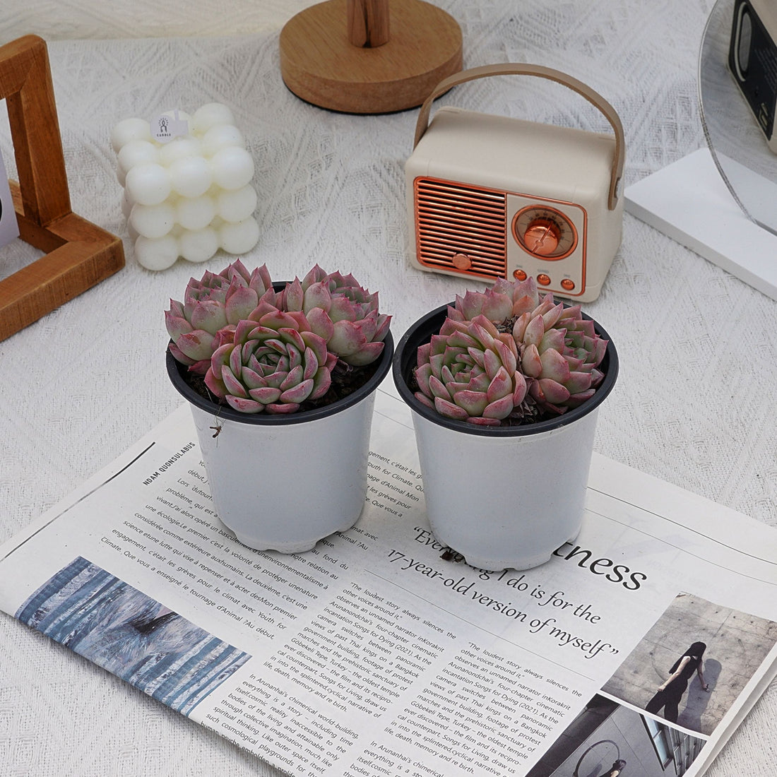 4'' Echeveria Desert Rose, Rare Live Succulent Plants