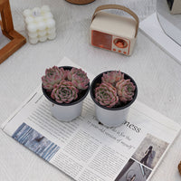 4'' Echeveria Desert Rose, Rare Live Succulent Plants