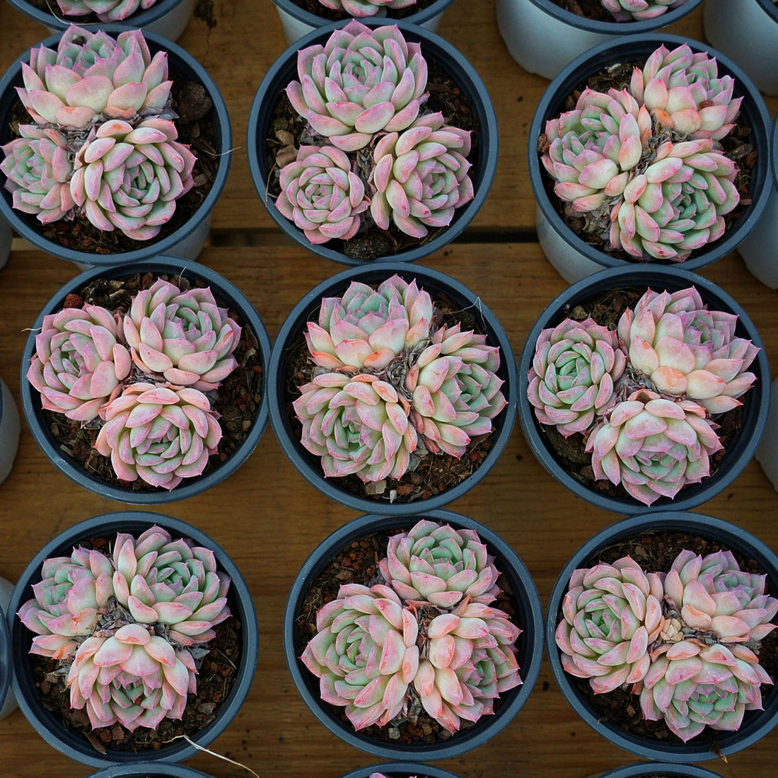 4'' Echeveria Desert Rose, Rare Live Succulent Plants