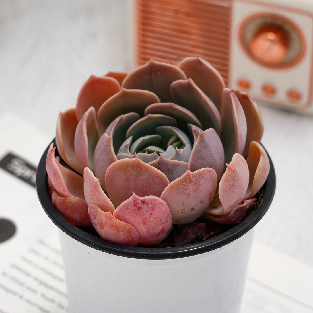 3'' Phyllobolus Resurgens, Rare Live Succulent Plants