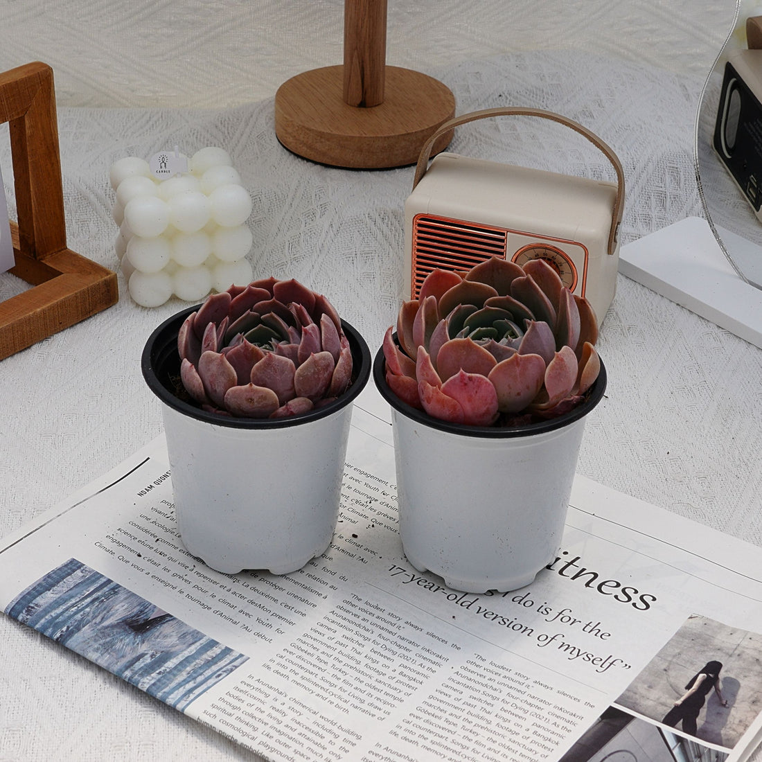3'' Phyllobolus Resurgens, Rare Live Succulent Plants