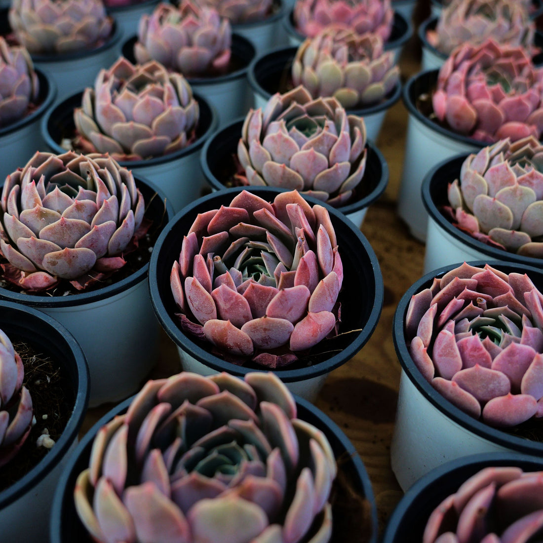 3'' Phyllobolus Resurgens, Rare Live Succulent Plants