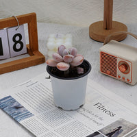 3.5'' Echeveria Snow Beauty, Rare Live Succulent Plants
