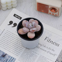 3.5'' Echeveria Snow Beauty, Rare Live Succulent Plants