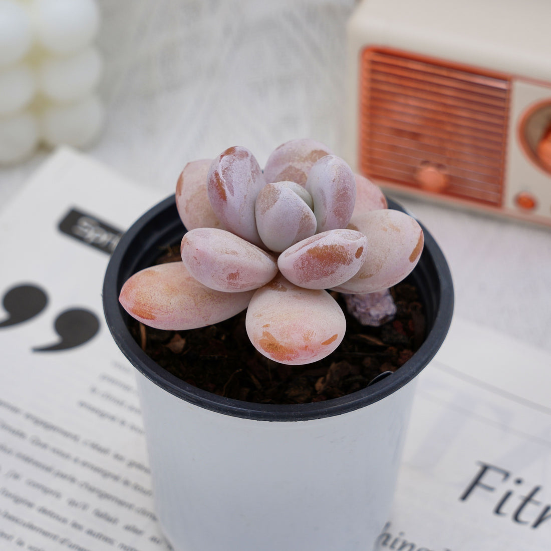 3.5'' Echeveria Snow Beauty, Rare Live Succulent Plants