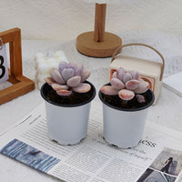 3.5'' Echeveria Snow Beauty, Rare Live Succulent Plants