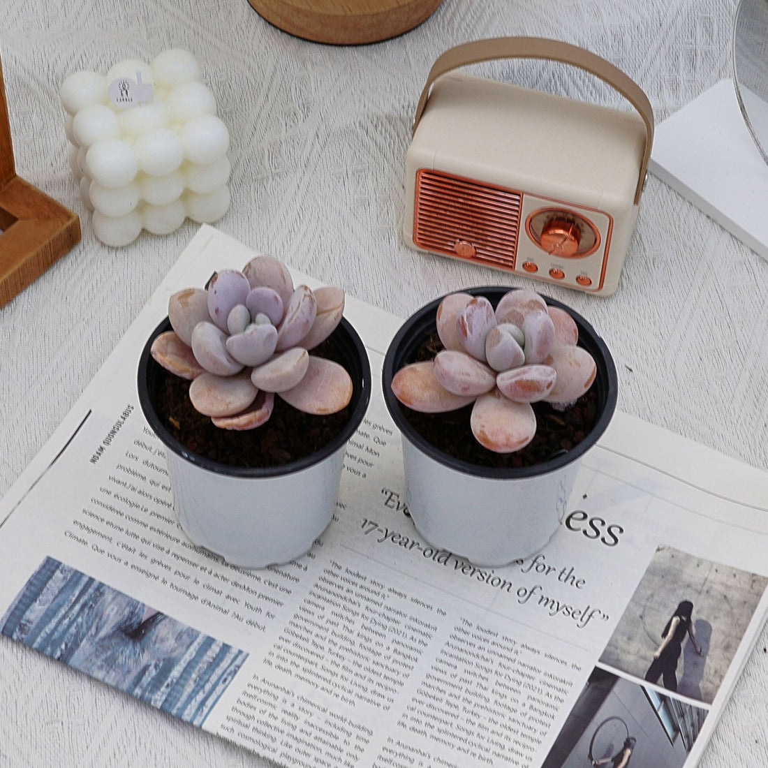 3.5'' Echeveria Snow Beauty, Rare Live Succulent Plants