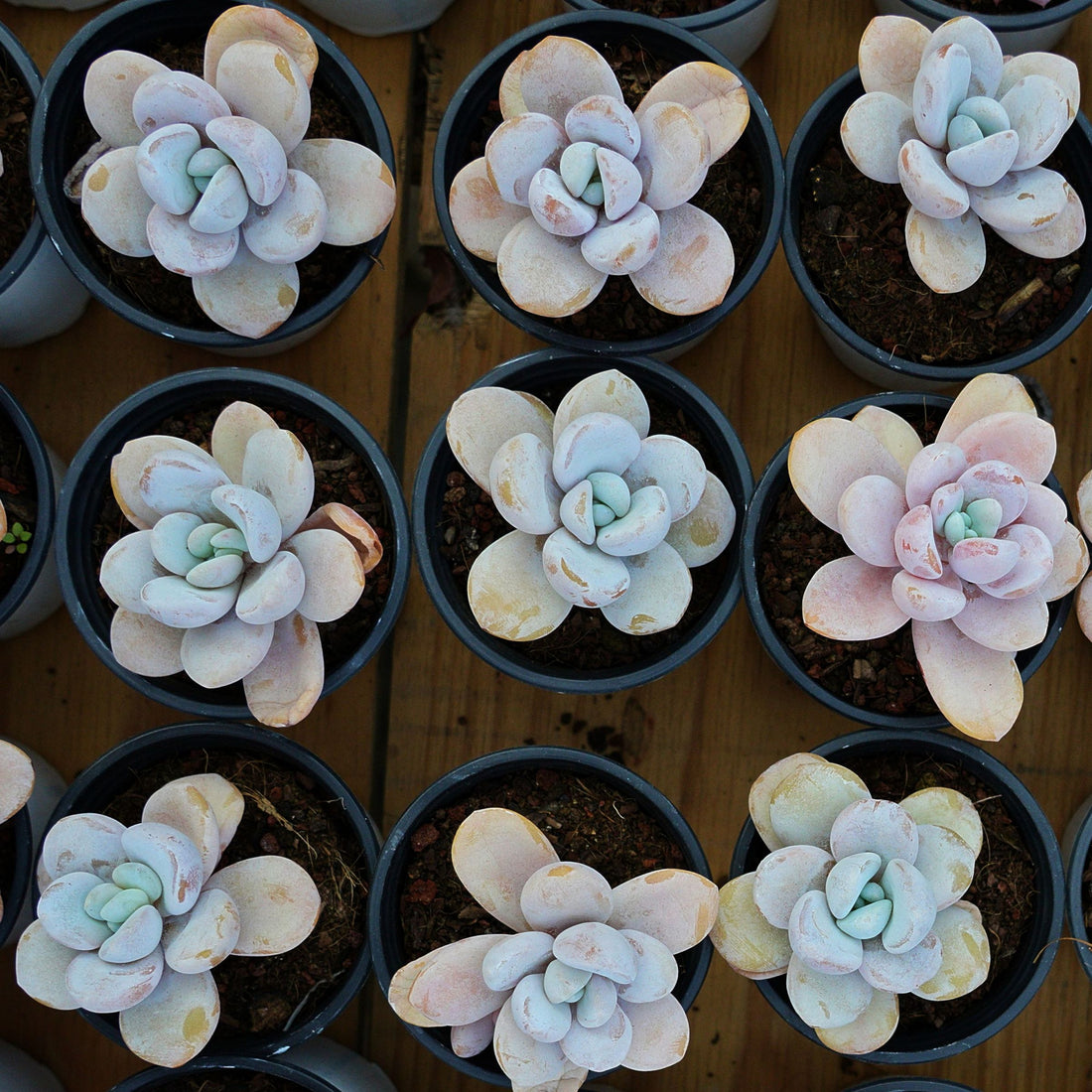 3.5'' Echeveria Snow Beauty, Rare Live Succulent Plants