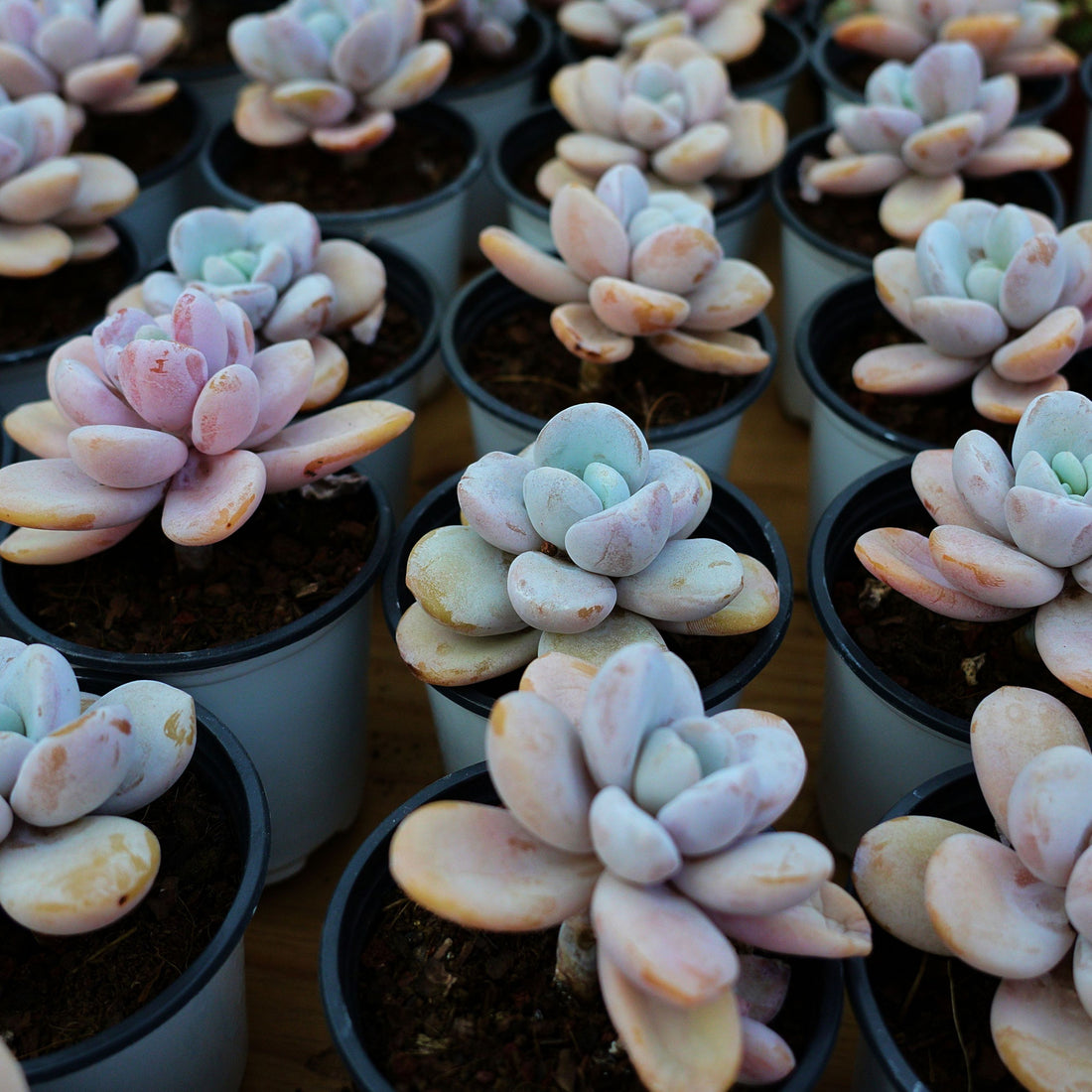 3.5'' Echeveria Snow Beauty, Rare Live Succulent Plants