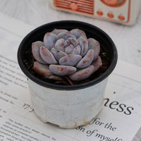 3'' Echeveria Elegans Potosina, Rare Live Succulent Plants