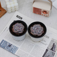 3'' Echeveria Elegans Potosina, Rare Live Succulent Plants