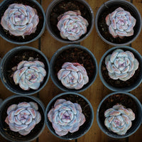 3'' Echeveria Elegans Potosina, Rare Live Succulent Plants