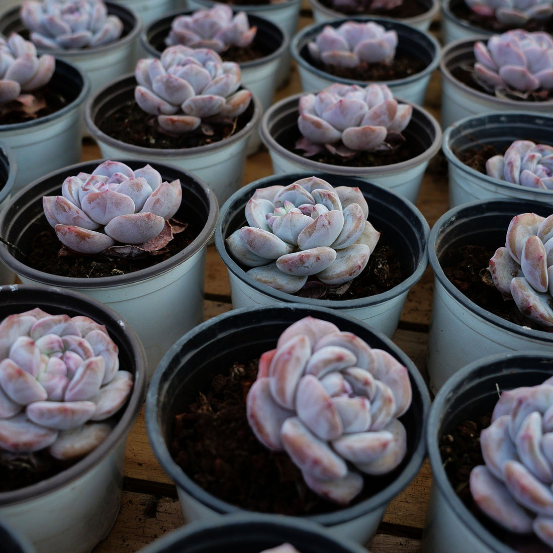 3'' Echeveria Elegans Potosina, Rare Live Succulent Plants