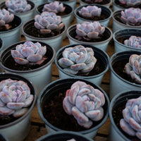 3'' Echeveria Elegans Potosina, Rare Live Succulent Plants