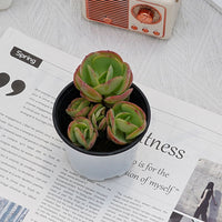 4'' Echeveria Peach Pride, Rare Live Succulent Plants