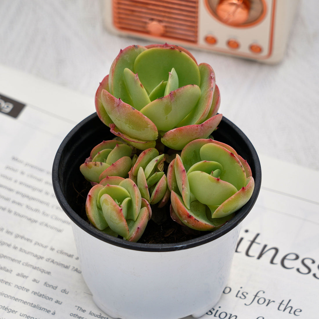 4'' Echeveria Peach Pride, Rare Live Succulent Plants