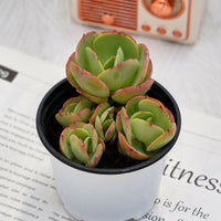 4'' Echeveria Peach Pride, Rare Live Succulent Plants