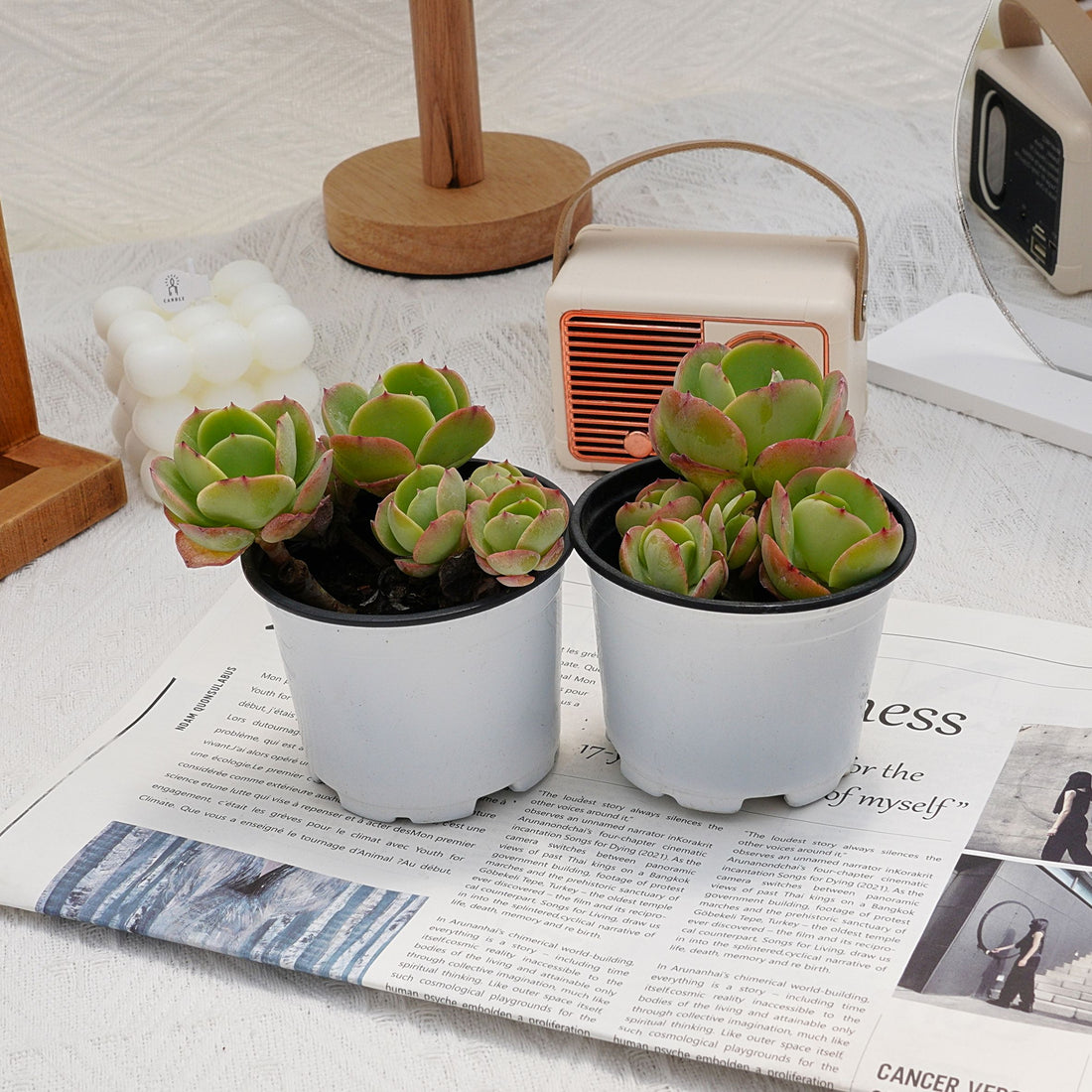 4'' Echeveria Peach Pride, Rare Live Succulent Plants