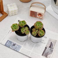 4'' Echeveria Peach Pride, Rare Live Succulent Plants