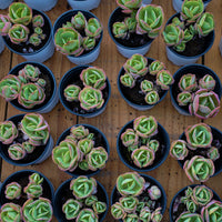 4'' Echeveria Peach Pride, Rare Live Succulent Plants