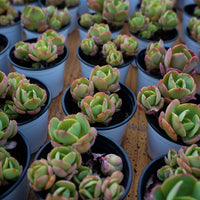 4'' Echeveria Peach Pride, Rare Live Succulent Plants