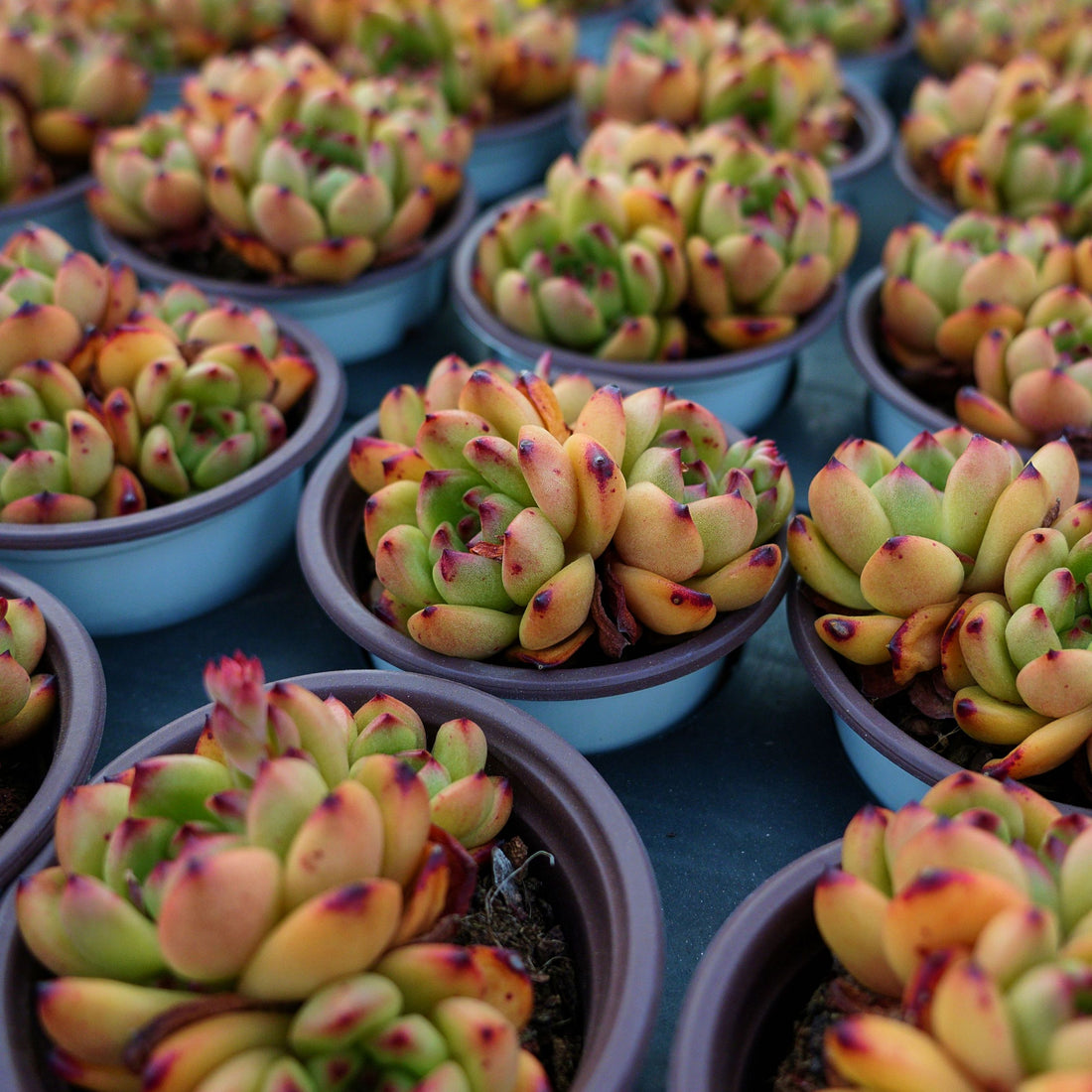 4'' Echeveria TM, Rare Live Succulent Plants