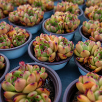 4'' Echeveria TM, Rare Live Succulent Plants