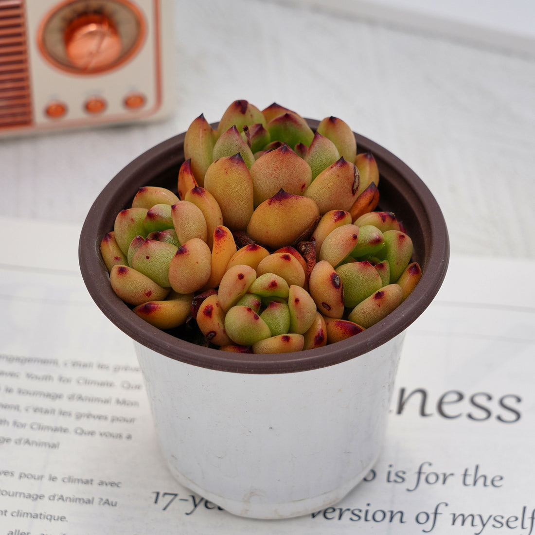 4'' Echeveria TM, Rare Live Succulent Plants