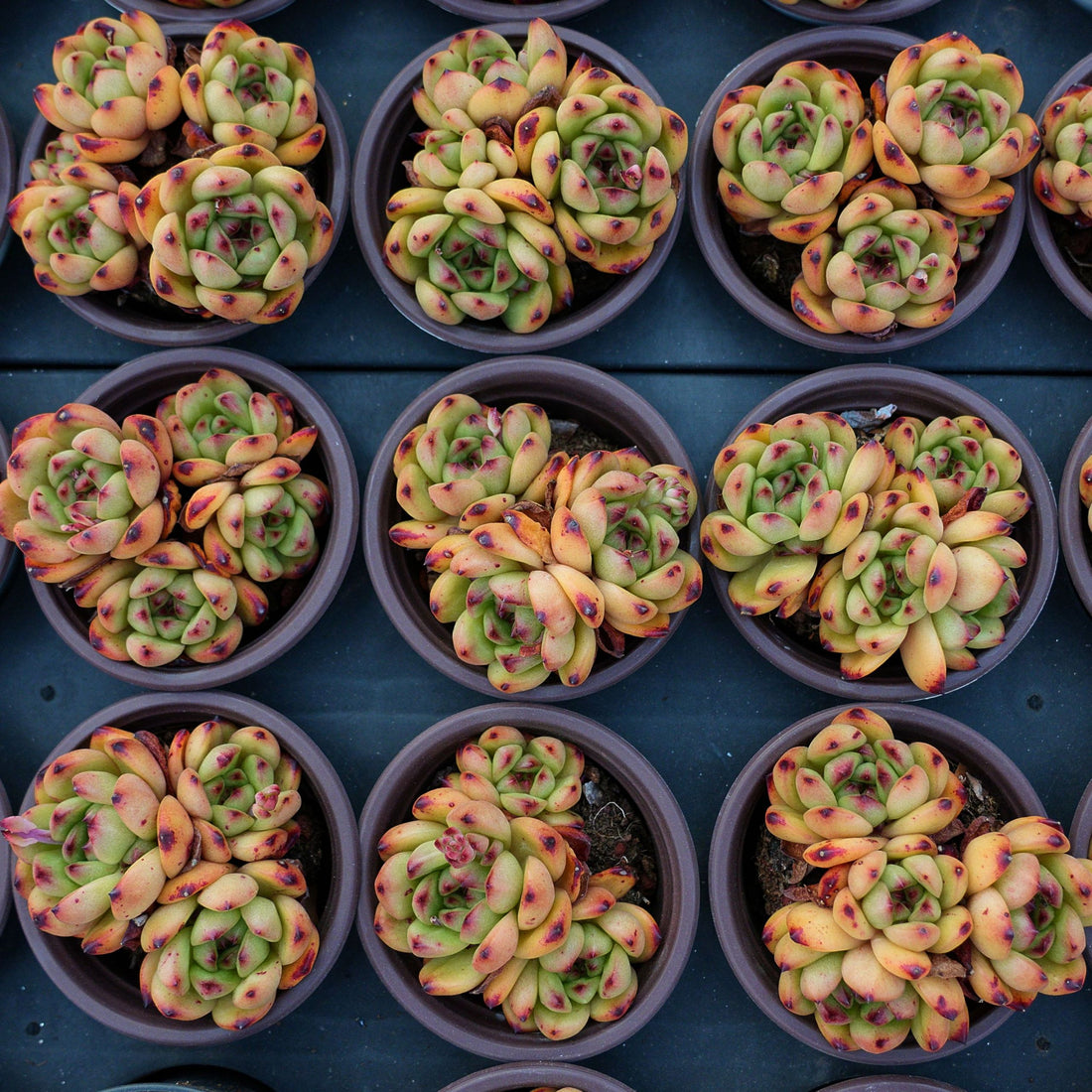 4'' Echeveria TM, Rare Live Succulent Plants