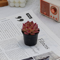 2'' Echeveria LoveBird, Rare Live Succulent Plants