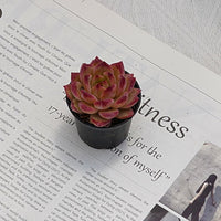 2'' Echeveria LoveBird, Rare Live Succulent Plants