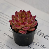 2'' Echeveria LoveBird, Rare Live Succulent Plants