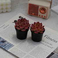 2'' Echeveria LoveBird, Rare Live Succulent Plants
