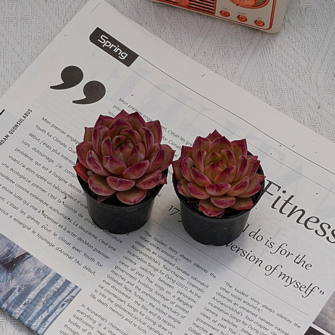 2'' Echeveria LoveBird, Rare Live Succulent Plants