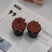 2'' Echeveria LoveBird, Rare Live Succulent Plants