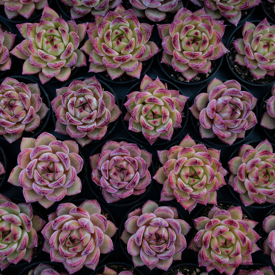 2'' Echeveria LoveBird, Rare Live Succulent Plants