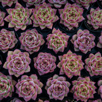 2'' Echeveria LoveBird, Rare Live Succulent Plants