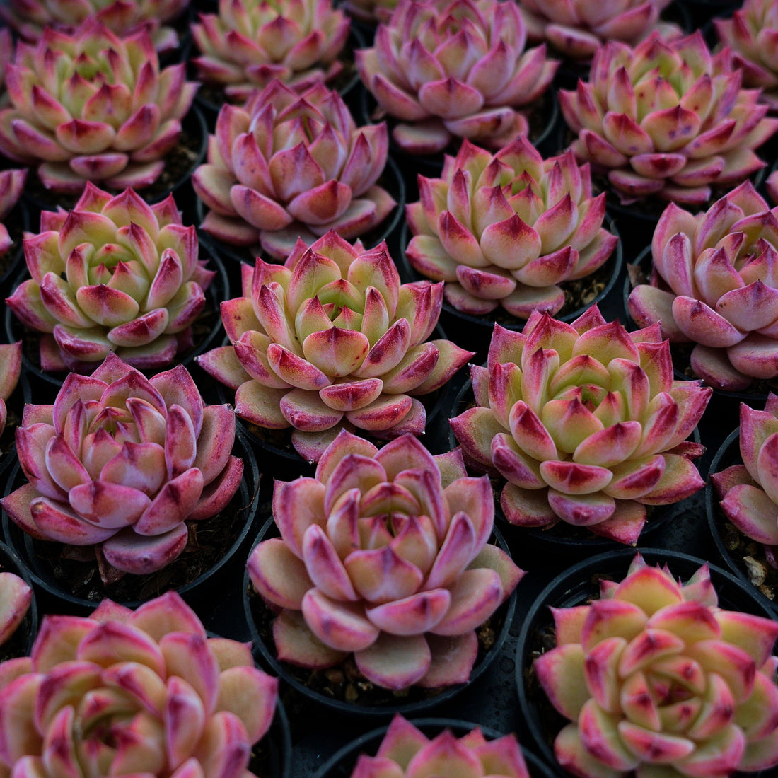 2'' Echeveria LoveBird, Rare Live Succulent Plants