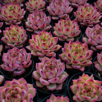 2'' Echeveria LoveBird, Rare Live Succulent Plants