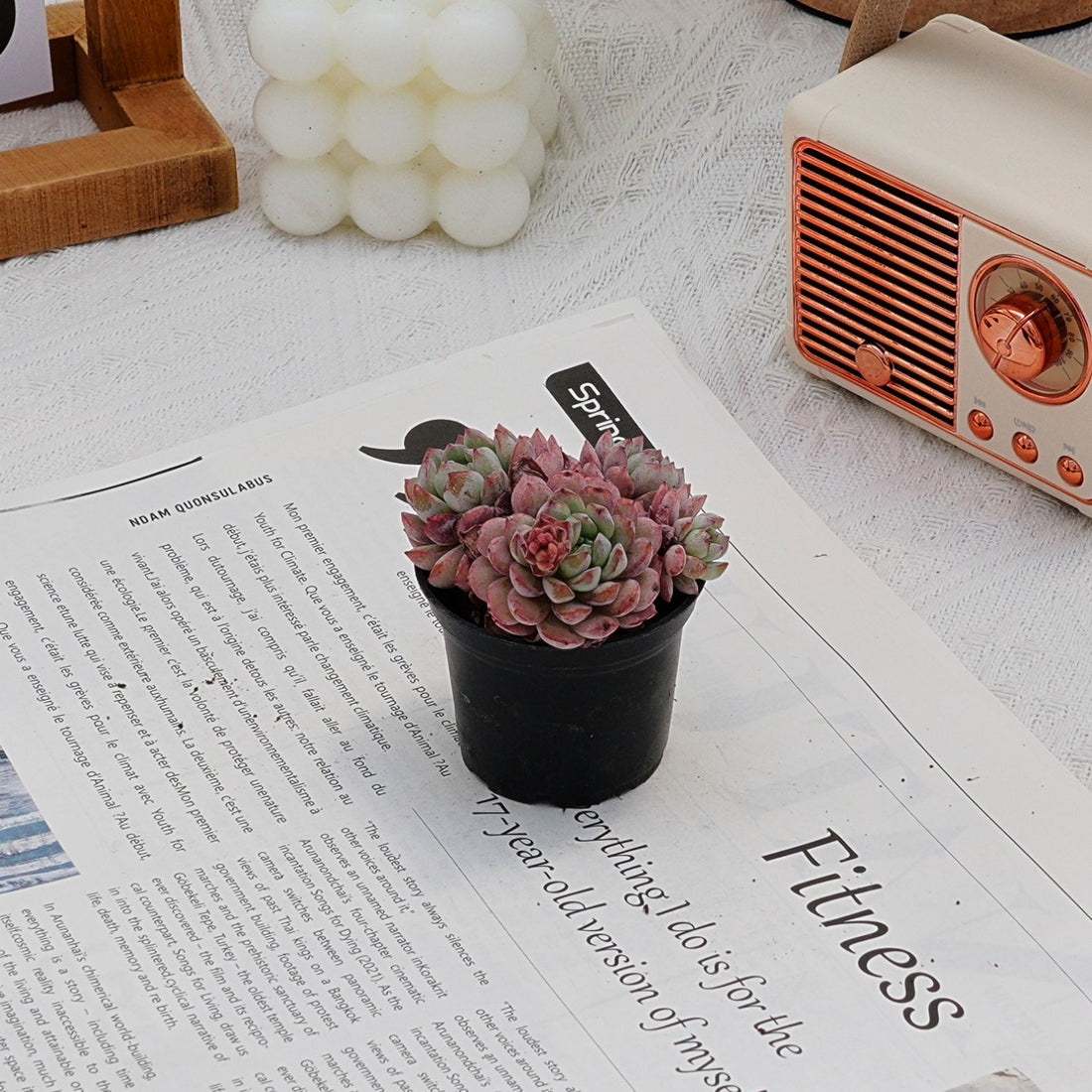 2'' Echeveria Red Snow, Rare Live Succulent Plants