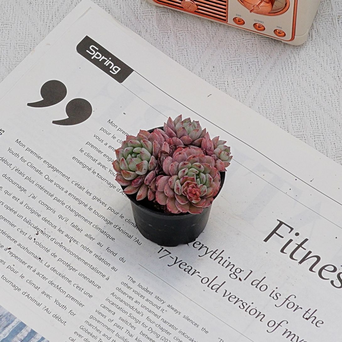 2'' Echeveria Red Snow, Rare Live Succulent Plants